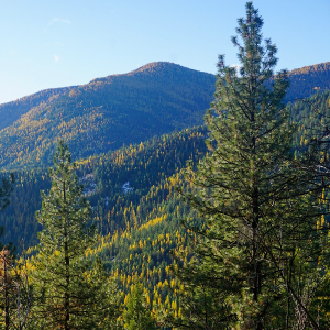 Colville National Forest