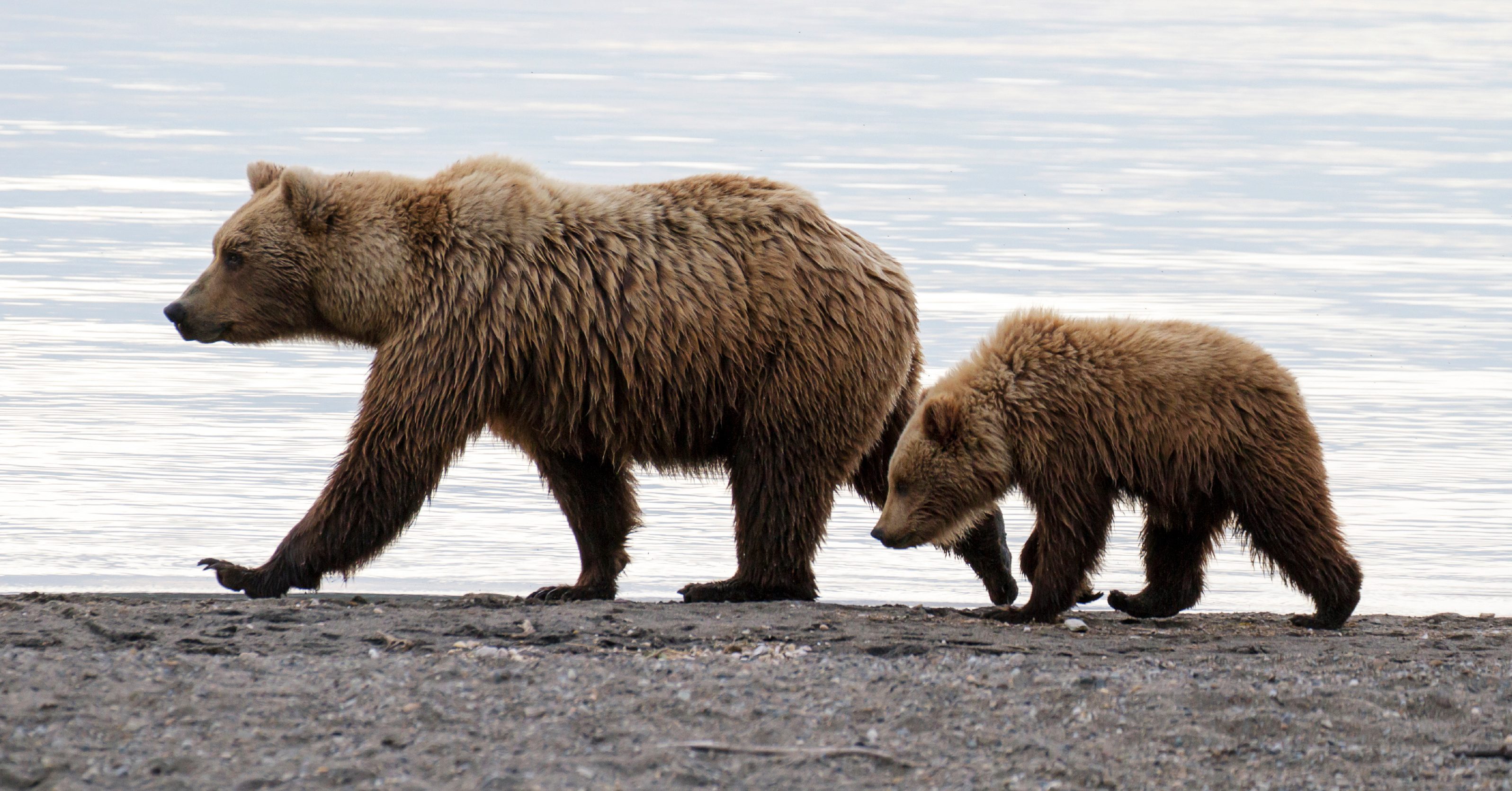 strong support for grizzly