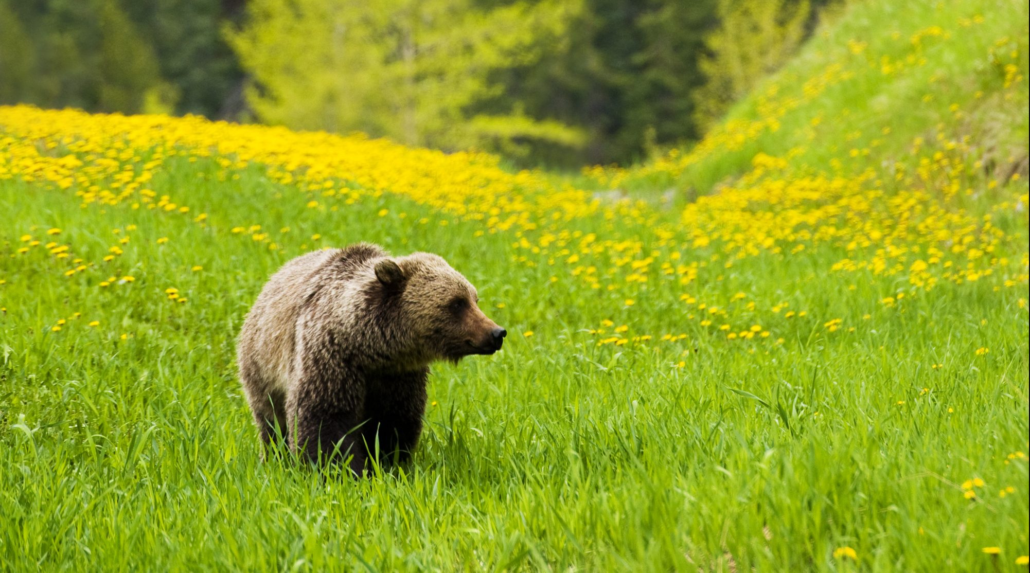 Grizzly Bears In Northeast Washington Conservation Northwest