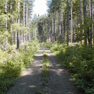 Moving forward on forest health and restoration is now a priority for the Department of Natural Resources.