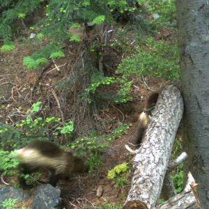 Two wolverines at a monitoring site near Lake Chelan in the North Cascades. Photo: CWMP / CNW