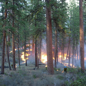 A prescribed fire clears downed fuels and dry brush in a pine forest, mimicking natural fire cycles. Photo: USFS