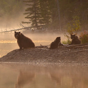 A grizzly mother and her cubs in central British Columbia. Photo: Jeremy Williams