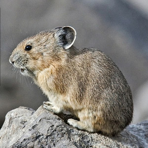 Pikas, fishers, foxes and thousands of other at-risk species would benefit from the Recovering America’s Wildlife Act, before they’re listed as Endangered. Photo: NWF
