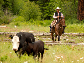A rider on the range. Photo: Laura Owens