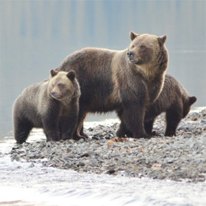 The dream of North Cascades grizzly bear restoration is alive and well. Photo: Jeremy Williams / River Voices Productions
