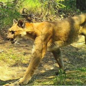 A cougar caught on one of our volunteer-operated remote cameras. Photo: Citizen Wildlife Monitoring Project