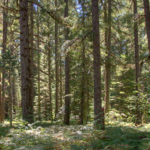 From the Pacific coast to northeast Washington, national forests are vital for healthy ecoystems and local communities. We’re supporting both through our Forest Field Program. Photo: Rex Wholster
