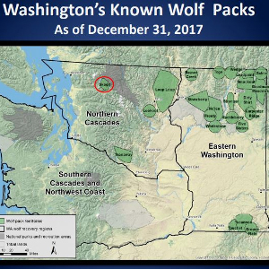 A screenshot from the state’s annual wolf survey report. At the end of 2017, more than 22 wolf packs and 14 breeding pairs called Washington home. Graphic: WDFW