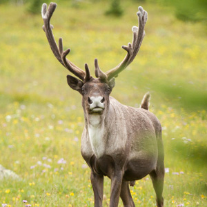 Our action alerts help ensure that elected officials and agencies hear your voice for mountain caribou protection and other local issues. Photo: David Moskowitz