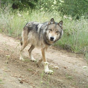 A gray wolf travels on a forest road in Washington. Photo: WDFW