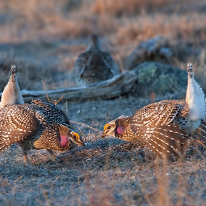 Two male sharp-tailed grouse dancing for a female's attention. This threatened grouse species is among hundreds that the Recovering America's Wildlife Act would support. Photo: HStiver