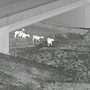 Elk moving under I-90 on May 9 using the Hyak Wildlife Undercrossing. Photo: WSDOT