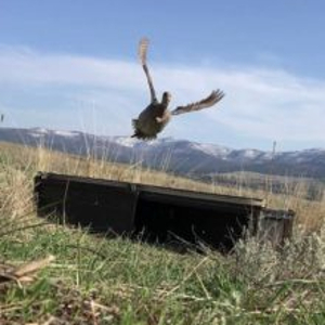 A sharp-tailed grouse takes flight in the Okanogan Valley. Photo: WDFW