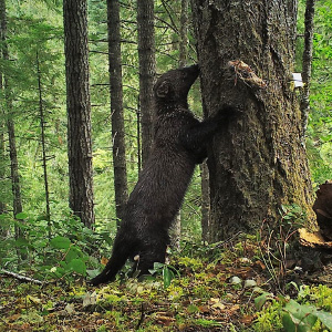 We work closely with WDFW on many projects, including fisher restoration. We look forward to working with the new Director to conserve and restore Washington’s natural heritage. Photo: Mitch Parsons, UW