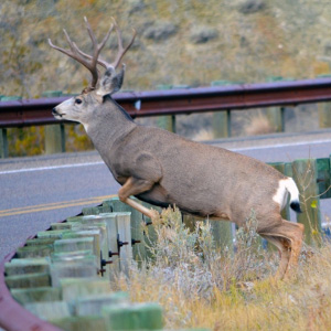 Highway 97 bisects the migration path of Washington’s largest mule deer herd. Help us give them safer passage with wildlife crossings! Photo: WSDOT