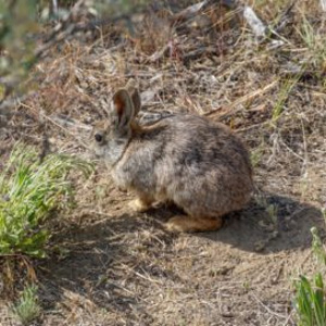 A pygmy rabbit after release into Eastern Washington’s sagelands. Photo: Chase Gunnell
