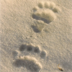 Grizzly bear tracks near Mount Baker in the Mount Baker-Snoqualmie National Forest. 1989 Photo by Roger Christophersen, National Park Service.