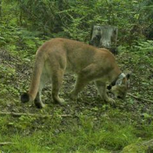 A cougar near Easton Island. This cougar has a tracking collar as part of a wildlife study by the Muckleshoot Indian Tribe. Photo: Citizen Wildlife Monitoring Project / CNW