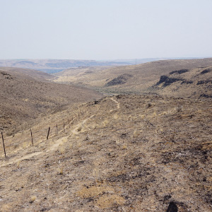 Recently-burned sage-steppe in August 2018 at Gingko State Park near Vantage and the Quilomene Wildlife Area. Photo: Chase Gunnell