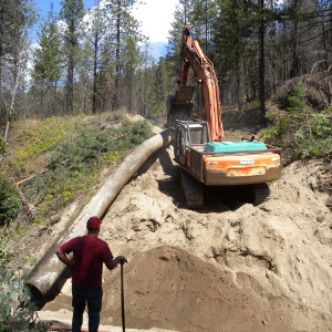 After two years of work on the South Summit forest restoration project, native plants are flourishing and wildlife are moving back in. Photo: George Wooten