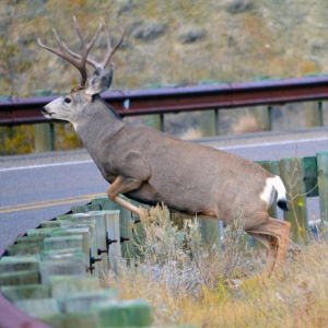 In Okanogan County, Highway 97 cuts right through mule deers' migration path. Photo: WSDOT