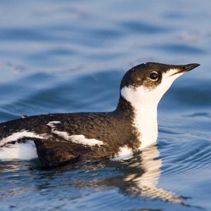 Marbled murrelets are endangered in Washington state, and depend on old-growth forests for their survival. Photo: Rick Bowers/Audubon