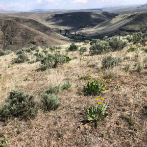 Umtanum Ridge in Washington's Sagelands. Photo: Mitch Friedman