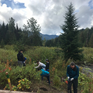 Volunteers plant next to Gold Creek, an important habitat for endangered bull trout. Photo: Laurel Baum