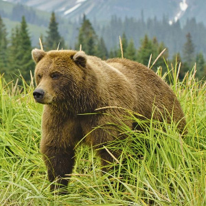 Grizzly bear in British Columbia's Coast Range. Photo: David Rasmus