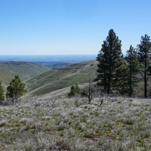 The Columbia River Breaks viewed from the Quilomene Wildlife Area, important winter habitat for elk, mule deer and other species. Photo: Chase Gunnell