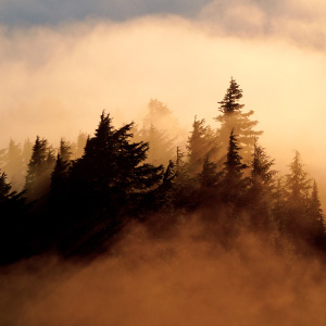 With your support, we protected old-growth forests and other wildlands, connected large landscapes and vital habitats, and restored native wildlife. Photo: Chase Gunnell