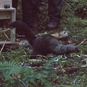 A fisher released near Newhalem in North Cascades National Park in early December. Photo: Paul Bannick