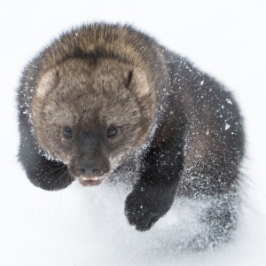 We've made important progress for local wildlife and wildlands this year. Will you help us ring in 2019 with a gift of $35 or more? Fisher photo: Paul Bannick