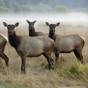 The conservation and enjoyment of Washington's wildlife, from common to rare and endangered, needs to be fully funded. Photo: Eric Foltz