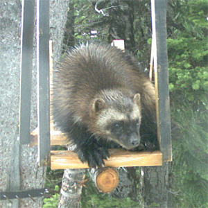 A wolverine caught on camera near Stevens Pass. With only around 40 wolverines in Washington, every photo of these rare animals is important! Photo: Citizen Wildlife Monitoring Project