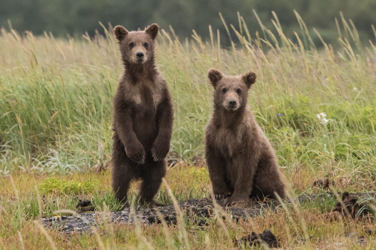 Two grizzly cubs noticing a wildlife photographer from a safe distance.
